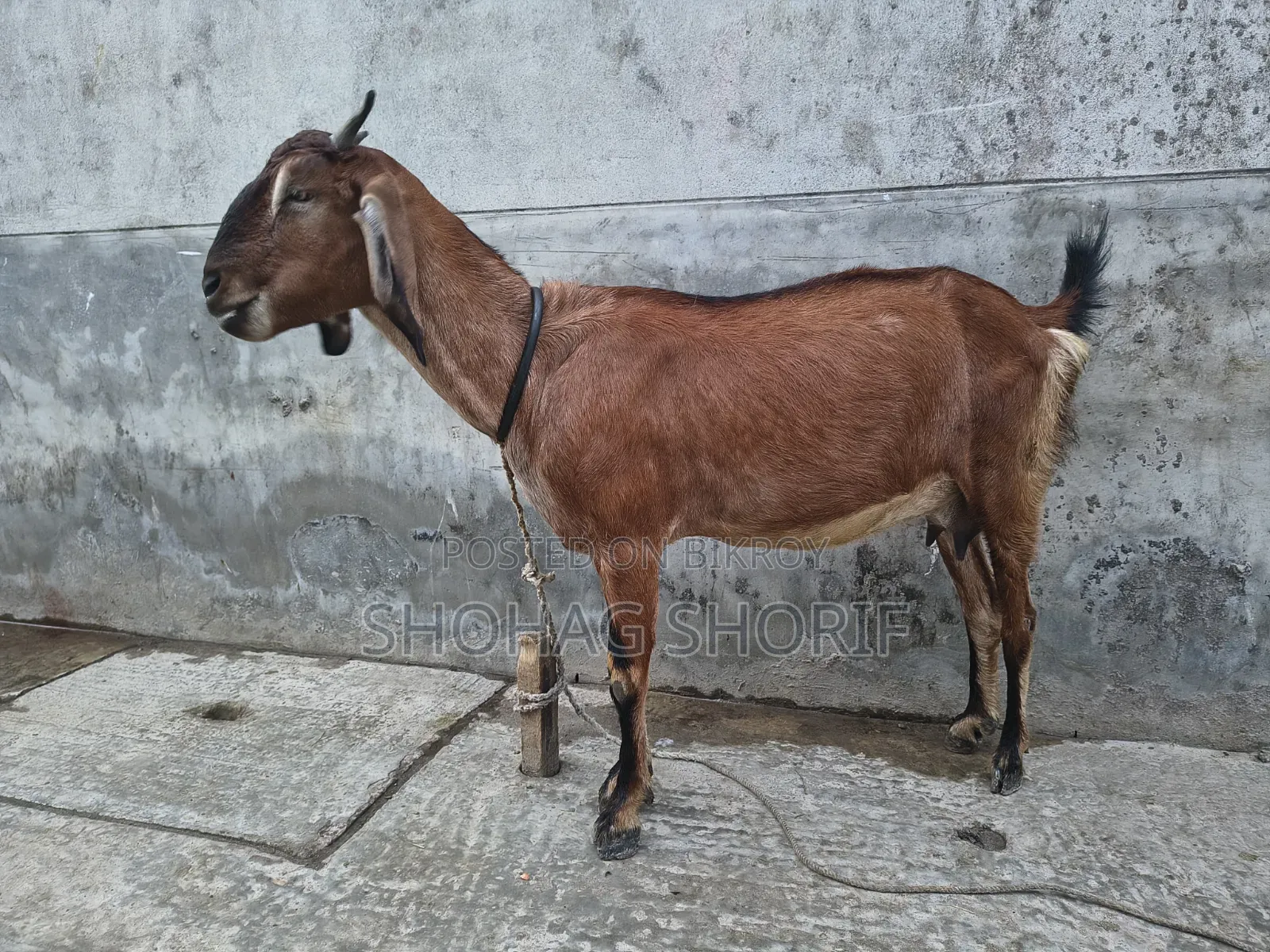 Deshi Chagol
