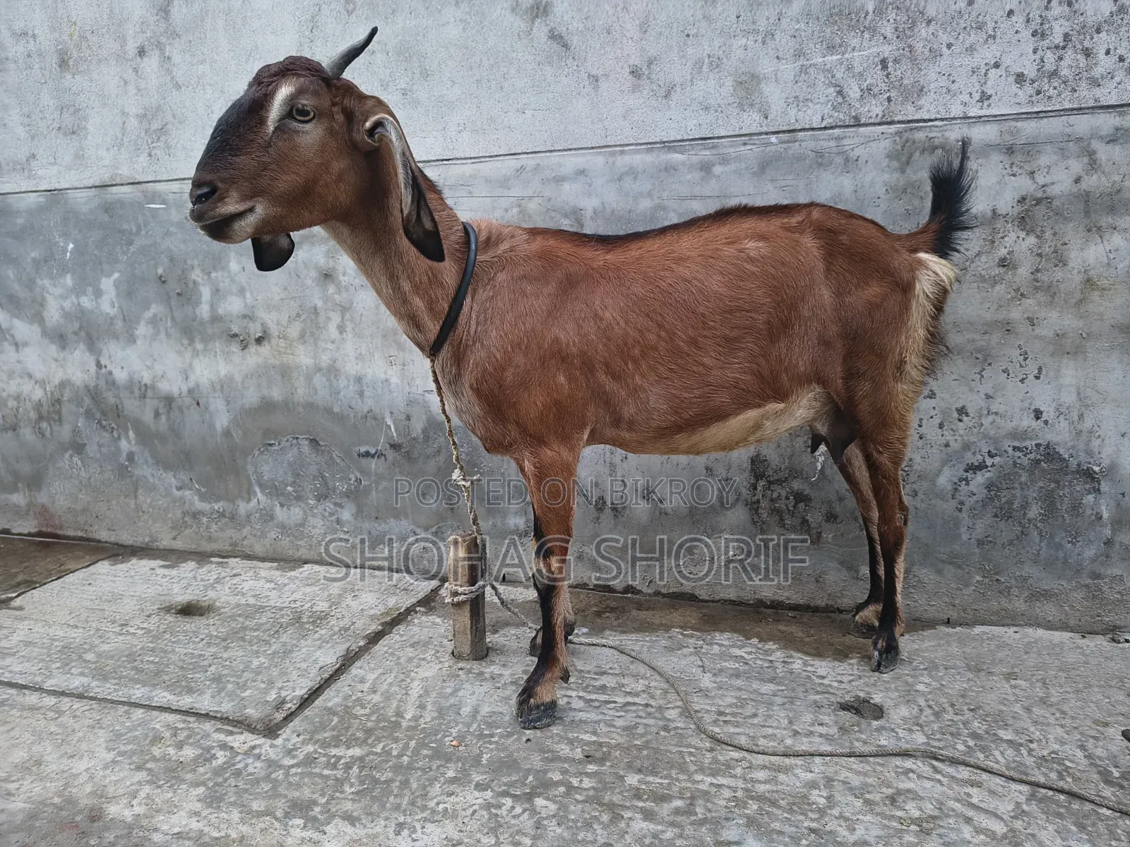 Deshi Chagol