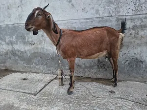 Deshi Chagol