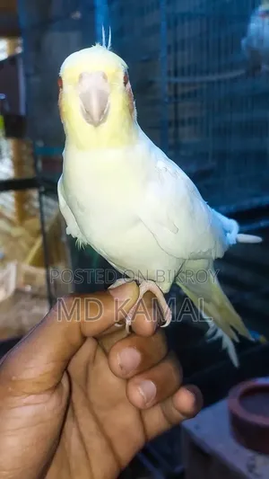 Tame Cockatiel