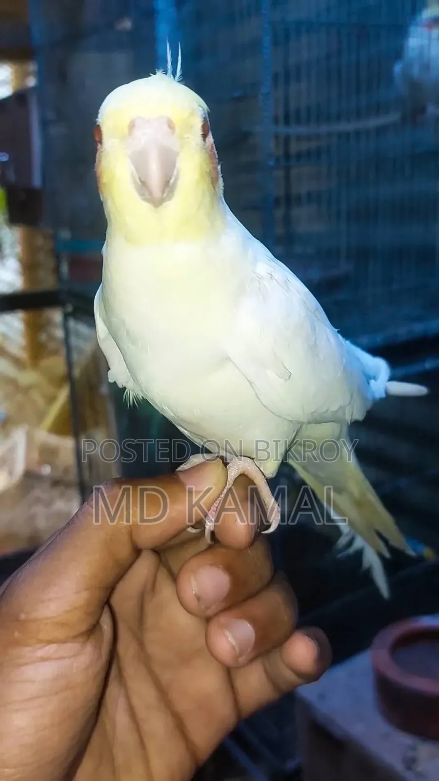 Tame Cockatiel
