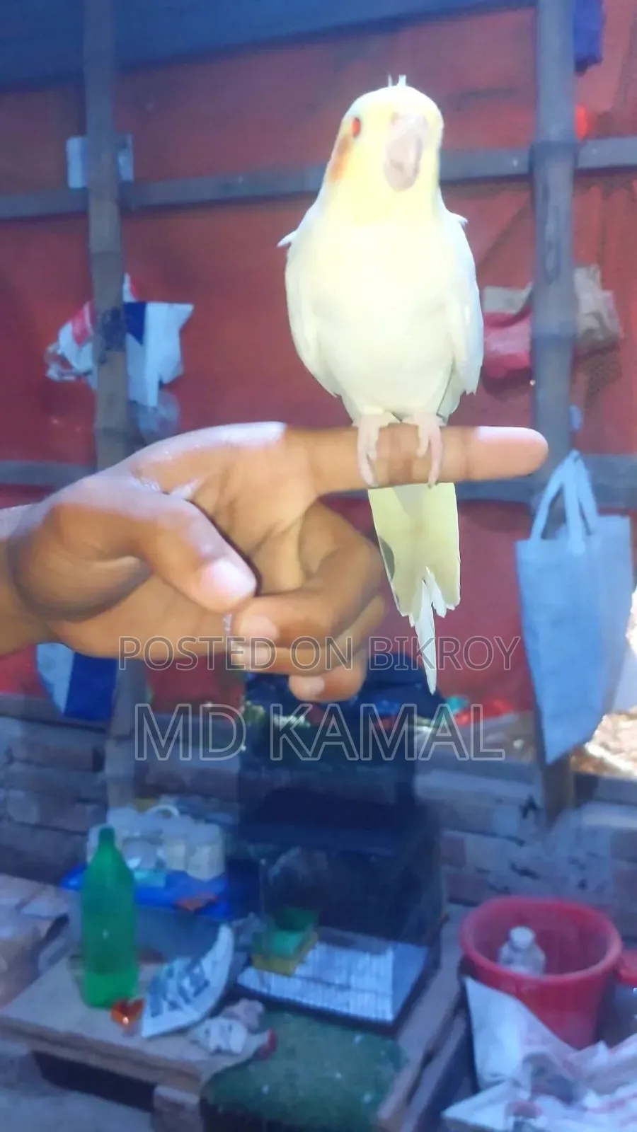 Tame Cockatiel