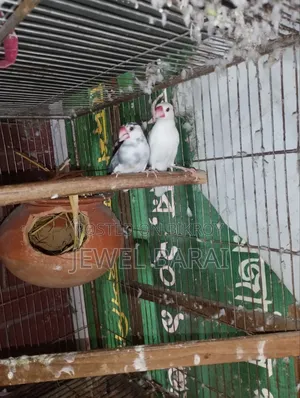 জাভা রানিং পেয়ার