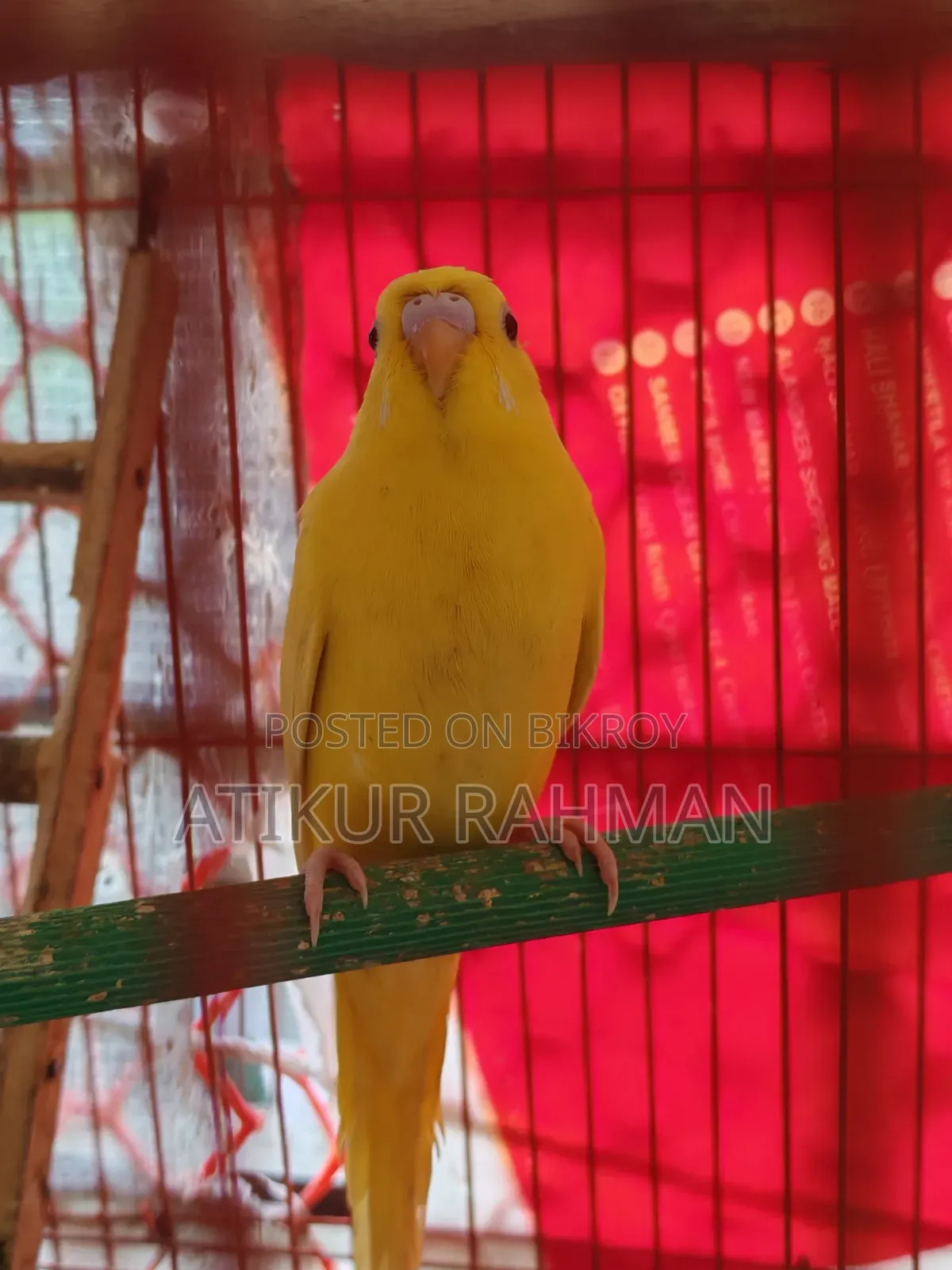Lutiono Red Eye Male and Jp Male for Sell