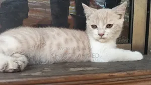 1-3 Months Female Purebred British Shorthair