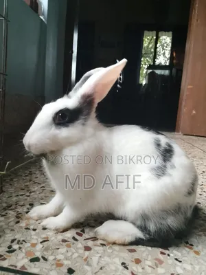 ১ টি ফিমেল খরগোশ
