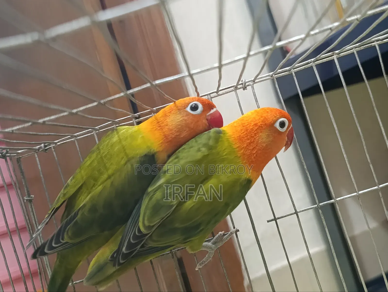 Green Fisher Opaline Pair
