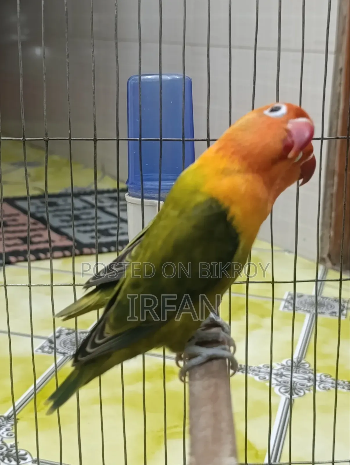 Green Fisher Opaline Pair