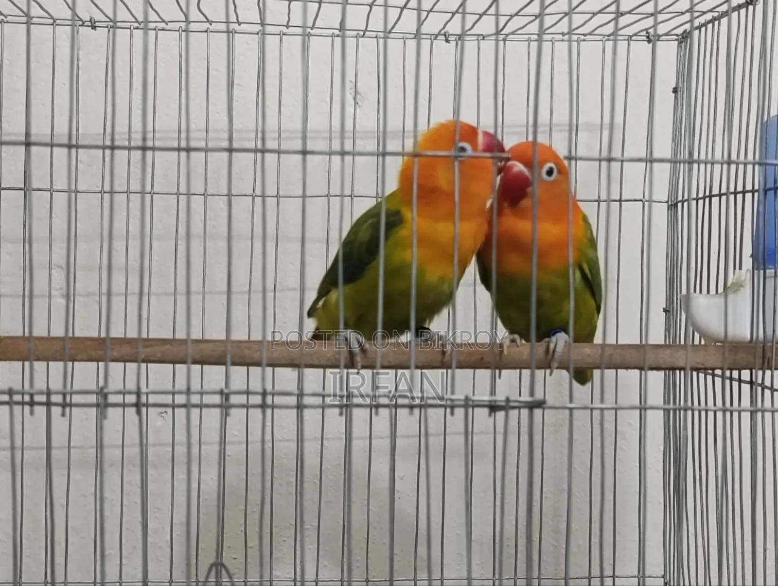 Green Fisher Opaline Pair