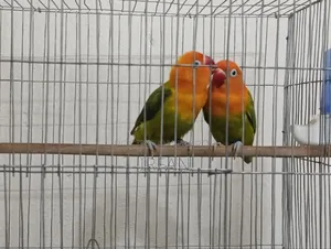 Green Fisher Opaline Pair