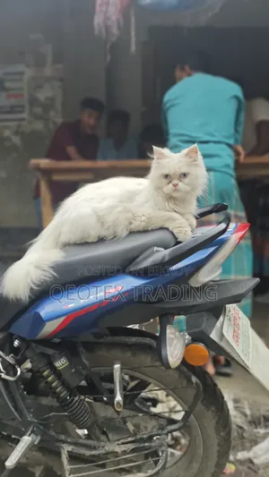 6-12 Months Female Purebred Persian Cat