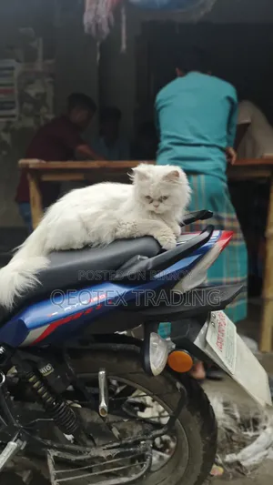 6-12 Months Female Purebred Persian Cat