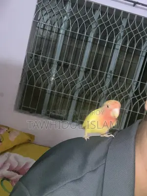 Love Bird Super Tame