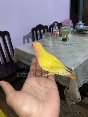 Love Bird Super Tame
