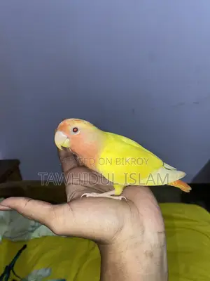 Love Bird Super Tame