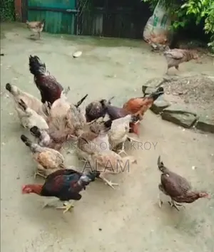 অরিজিনাল দেশি মুরগী বিক্রিয় করবো