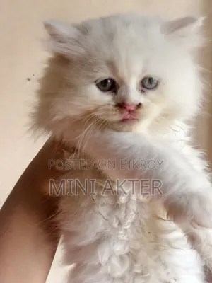 1-3 Months Female Purebred Persian