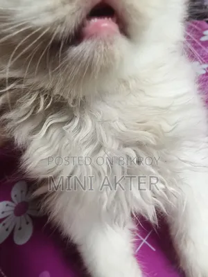 1-3 Months Female Purebred Persian