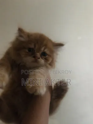 1-3 Months Female Purebred Persian