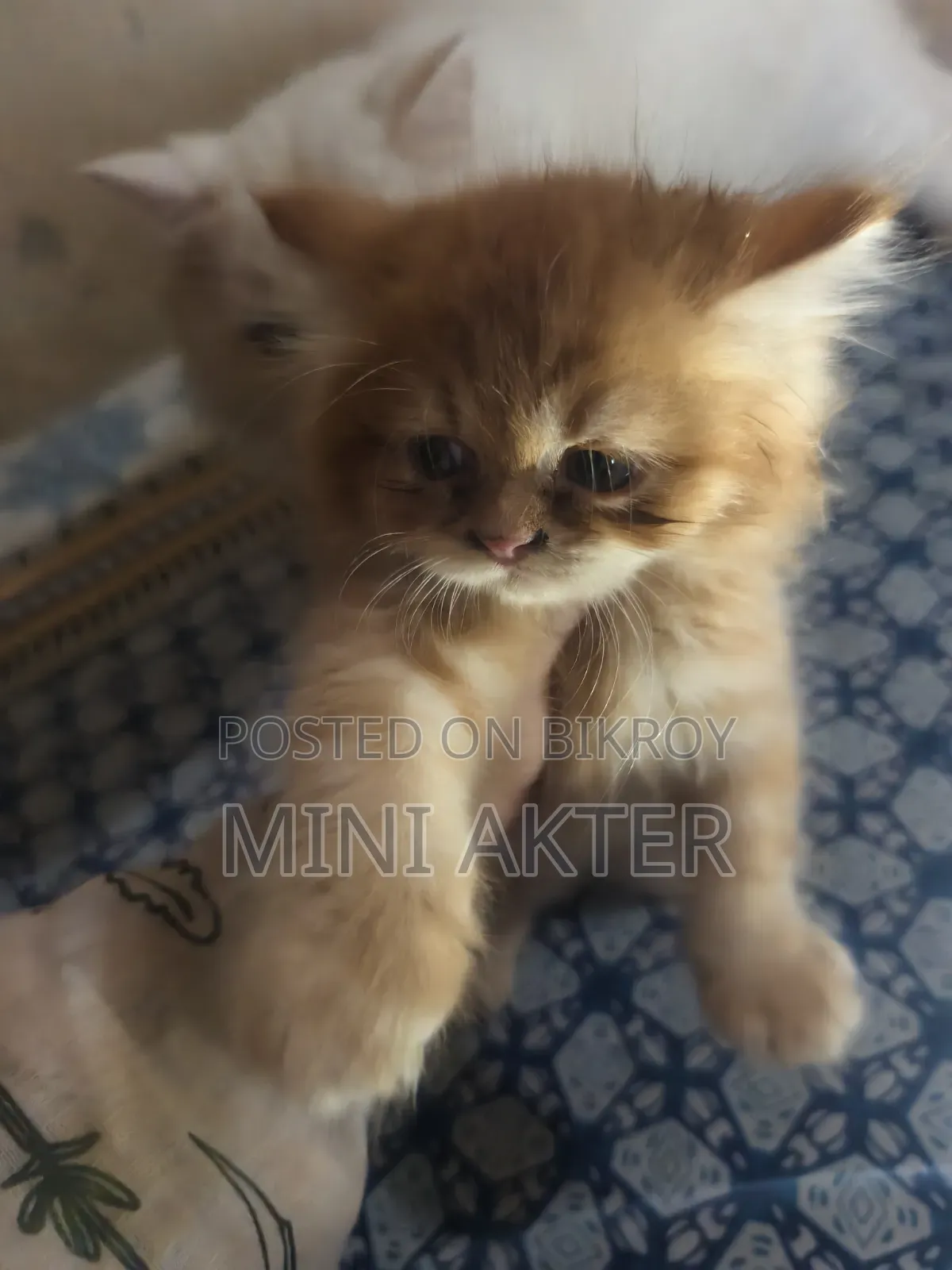 1-3 Months Female Purebred Persian