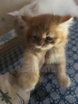 1-3 Months Female Purebred Persian