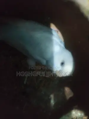 2 Male Budgie and 1 Female Budgie With a Egg
