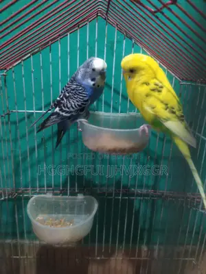 2 Male Budgie and 1 Female Budgie With a Egg