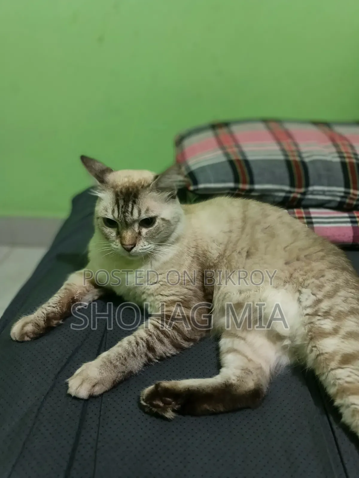 3-6 Months Female Mixed Breed Cat