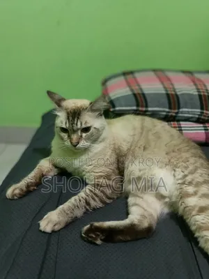 3-6 Months Female Mixed Breed Cat