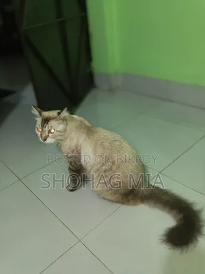 3-6 Months Female Mixed Breed Cat