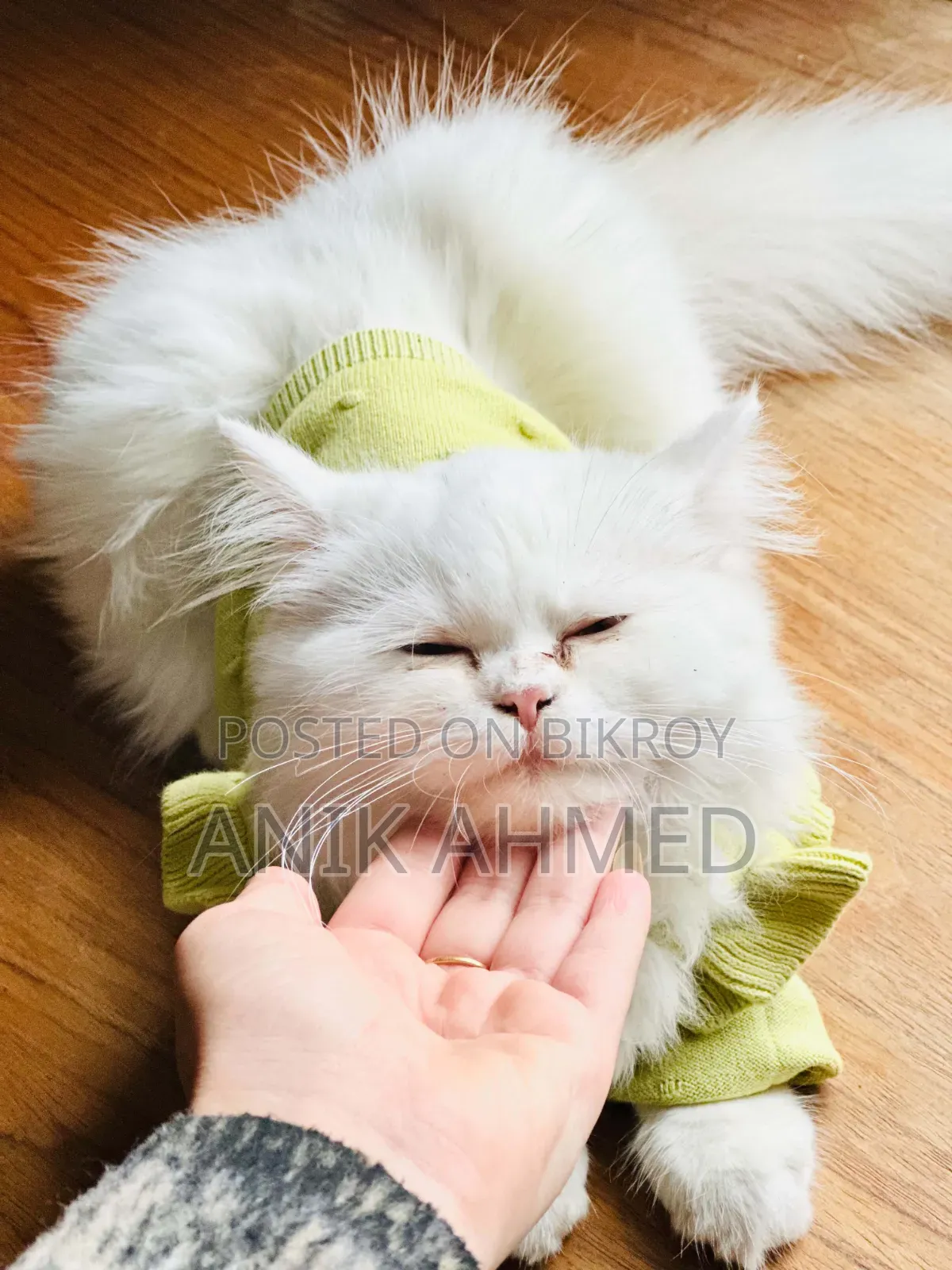 6-12 Months Female Purebred Persian Cat