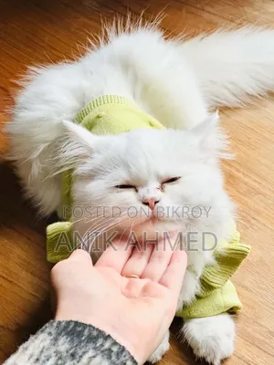 6-12 Months Female Purebred Persian Cat