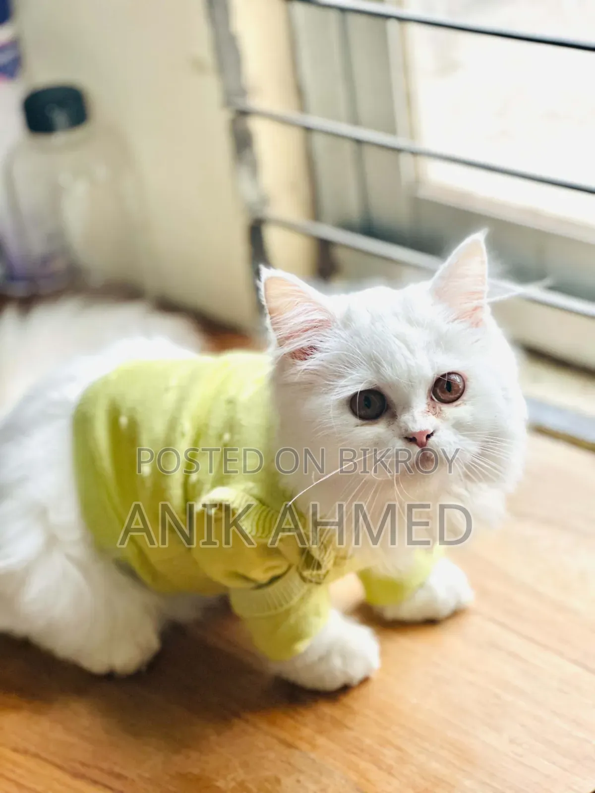 6-12 Months Female Purebred Persian Cat