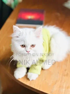 6-12 Months Female Purebred Persian Cat