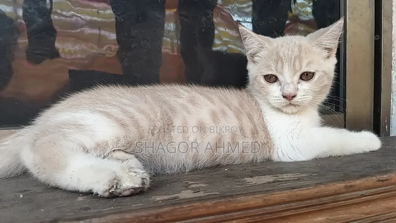 1-3 Months Female Purebred American Shorthair