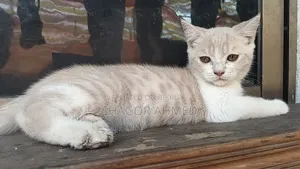 1-3 Months Female Purebred American Shorthair