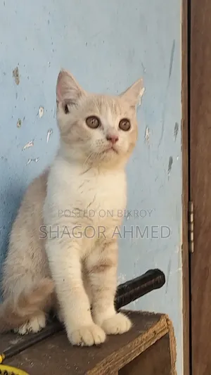 1-3 Months Female Purebred American Shorthair