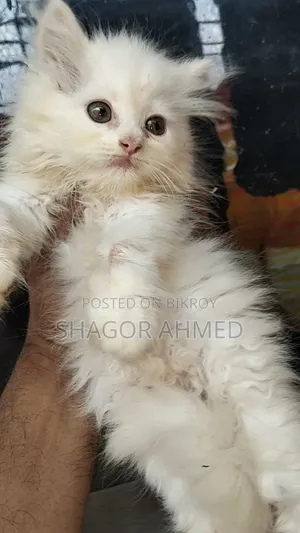 1-3 Months Female Purebred Persian