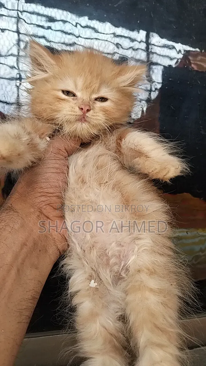 1-3 Months Female Purebred Persian