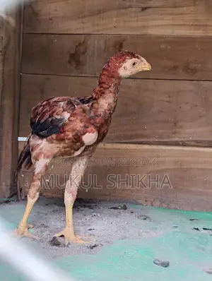 খাটি আচিল মুরগির বাচ্চা