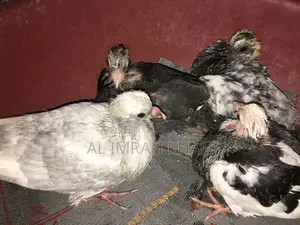 Pigeon Squabs