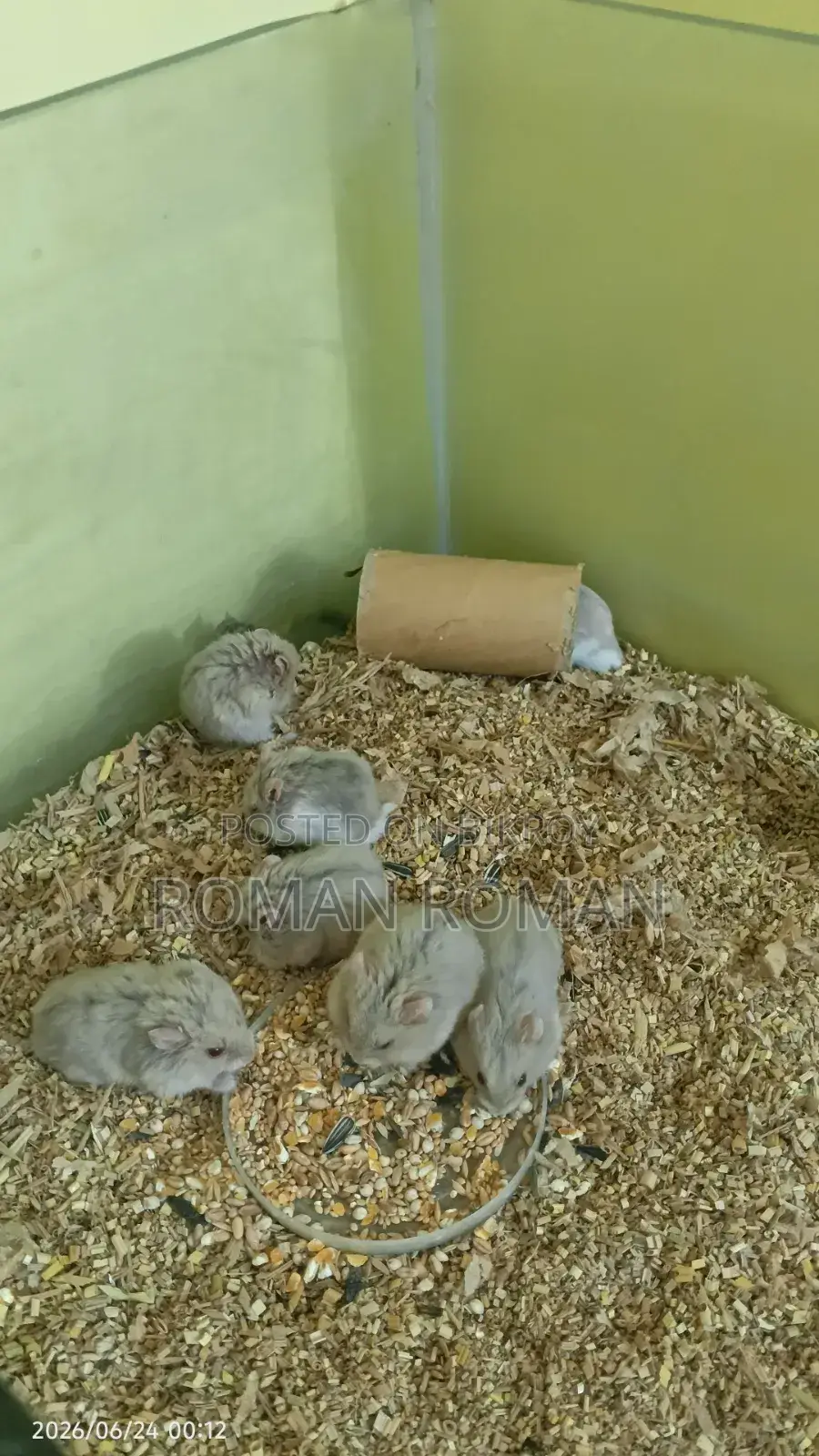 Russian Hamster