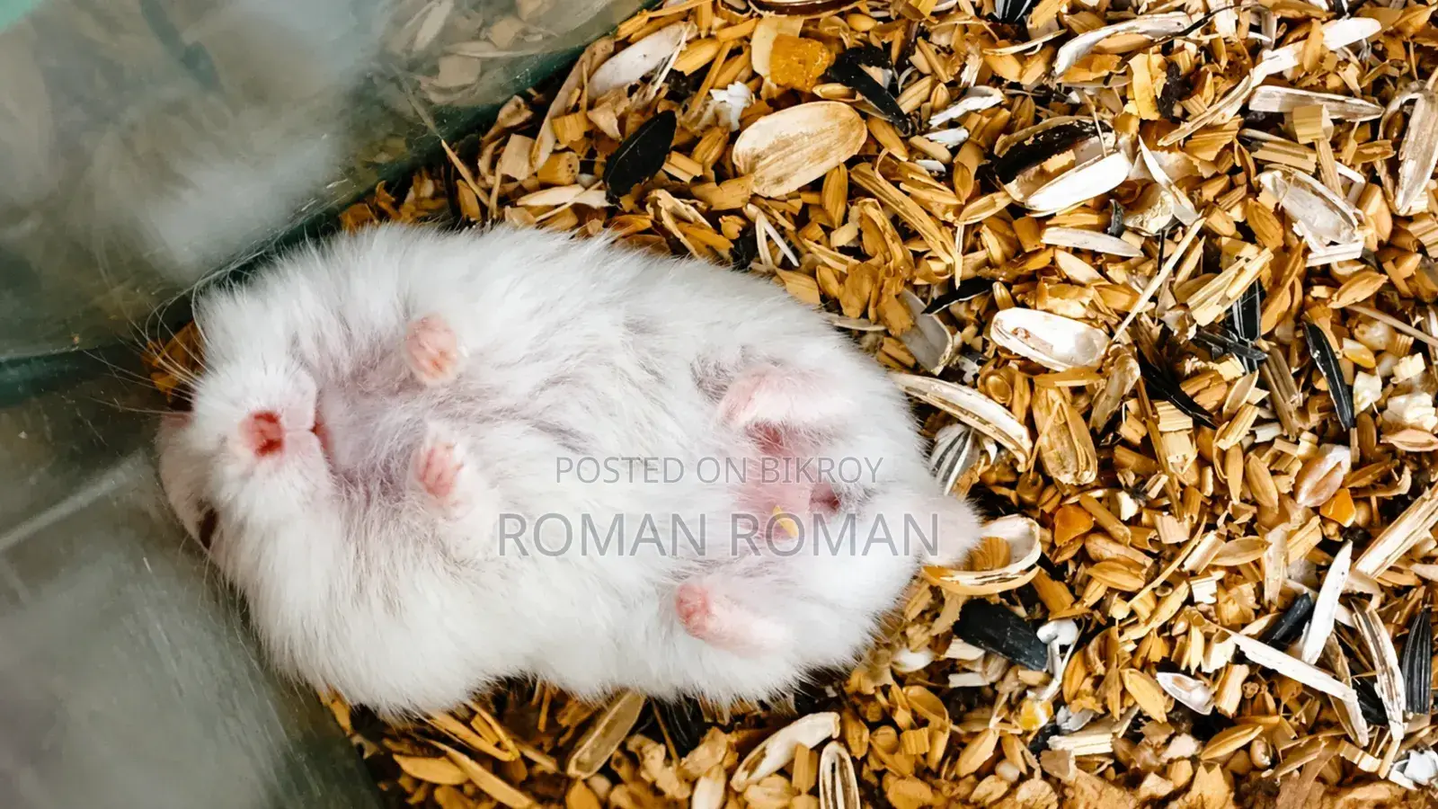 Russian Hamster