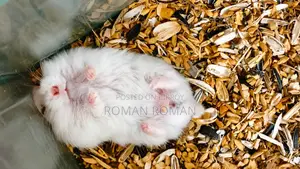 Russian Hamster