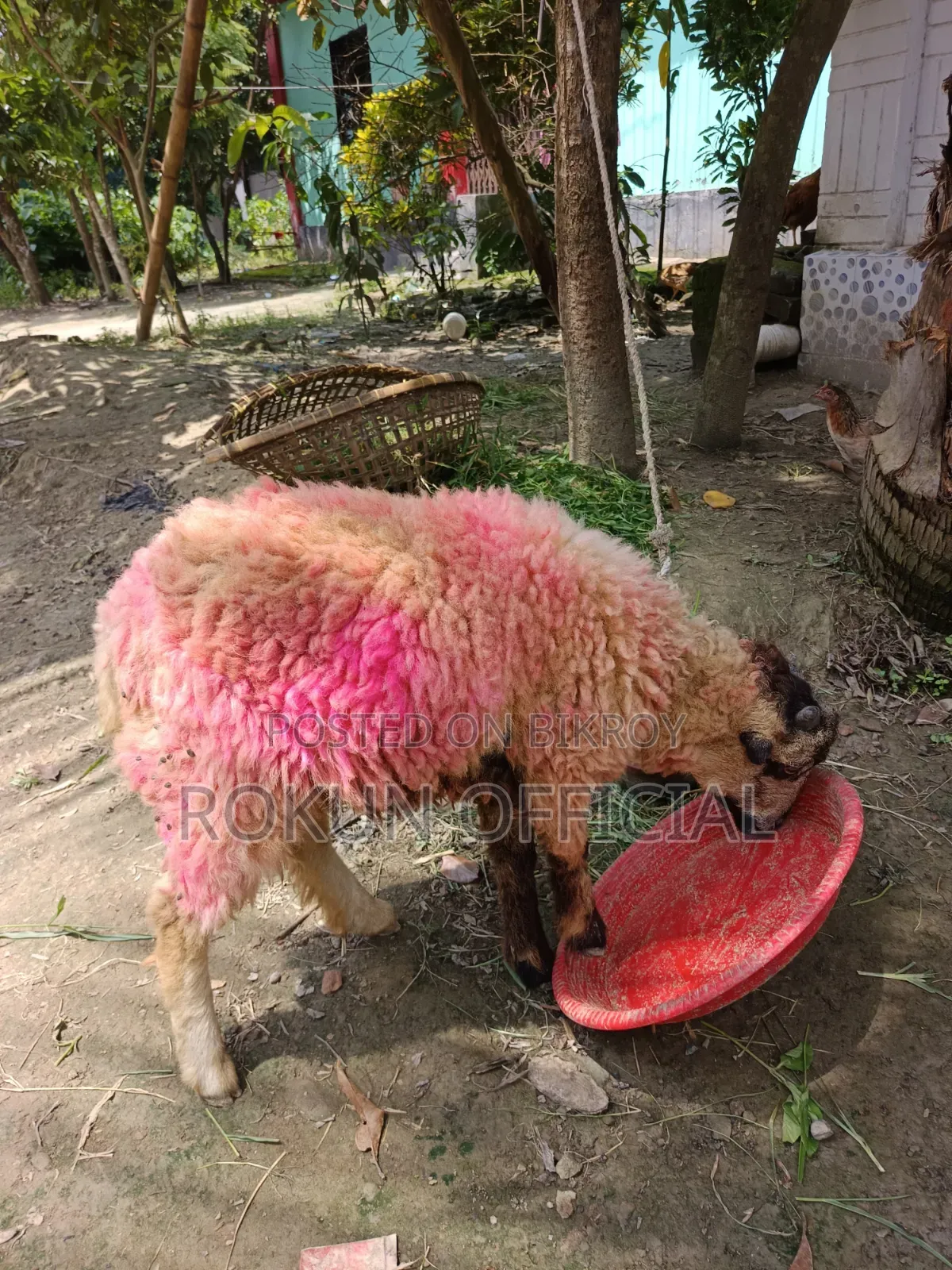 দেশি জাতের ভেড়া