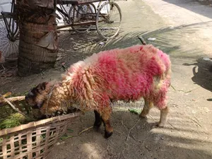 দেশি জাতের ভেড়া