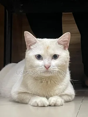 1+ Year Male Mixed Breed Persian