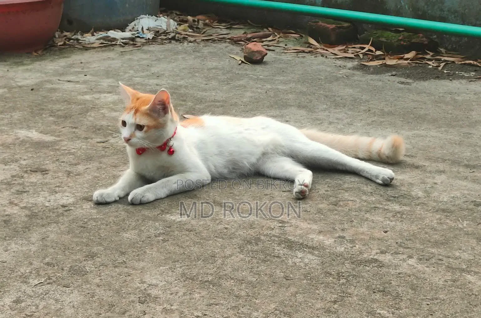 6-12 Months Male Purebred Bengal