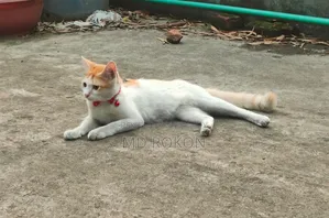 6-12 Months Male Purebred Bengal