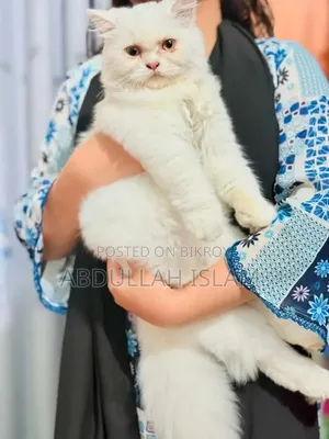 3-6 Months Female Purebred Persian